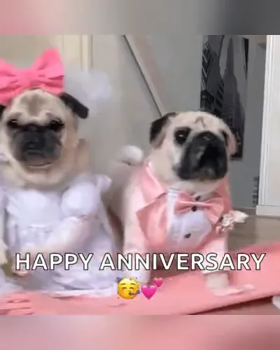 Two pugs dressed as a bride and groom under "Happy Anniversary"